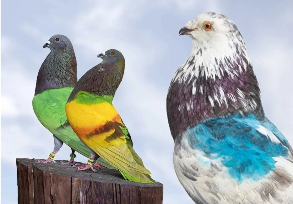 Los palomos sustraídos:  &#039;Gran Capitán&#039;, &#039;Joker&#039; y &#039;Sordo&#039;