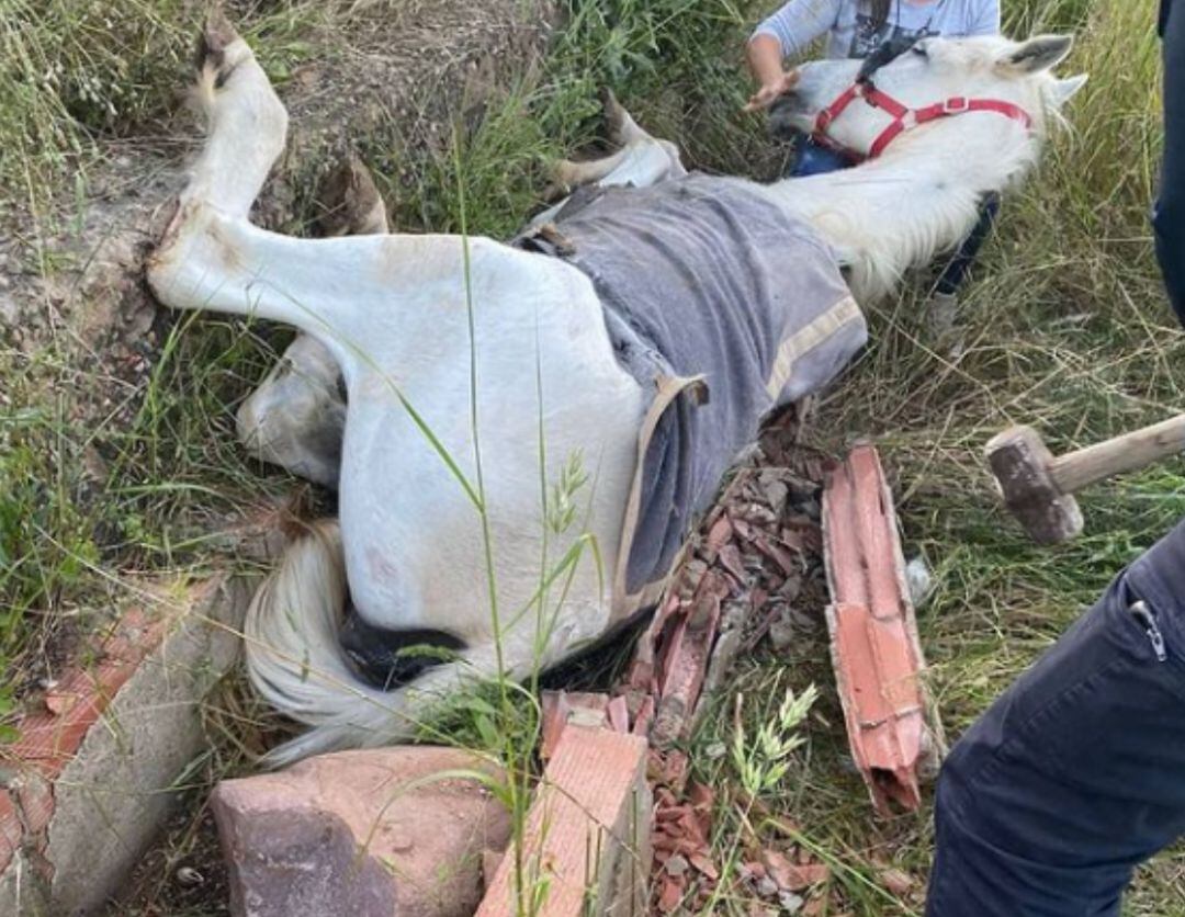 La Policía Local rescata a un caballo en una acequia en La Vall d'Uixó