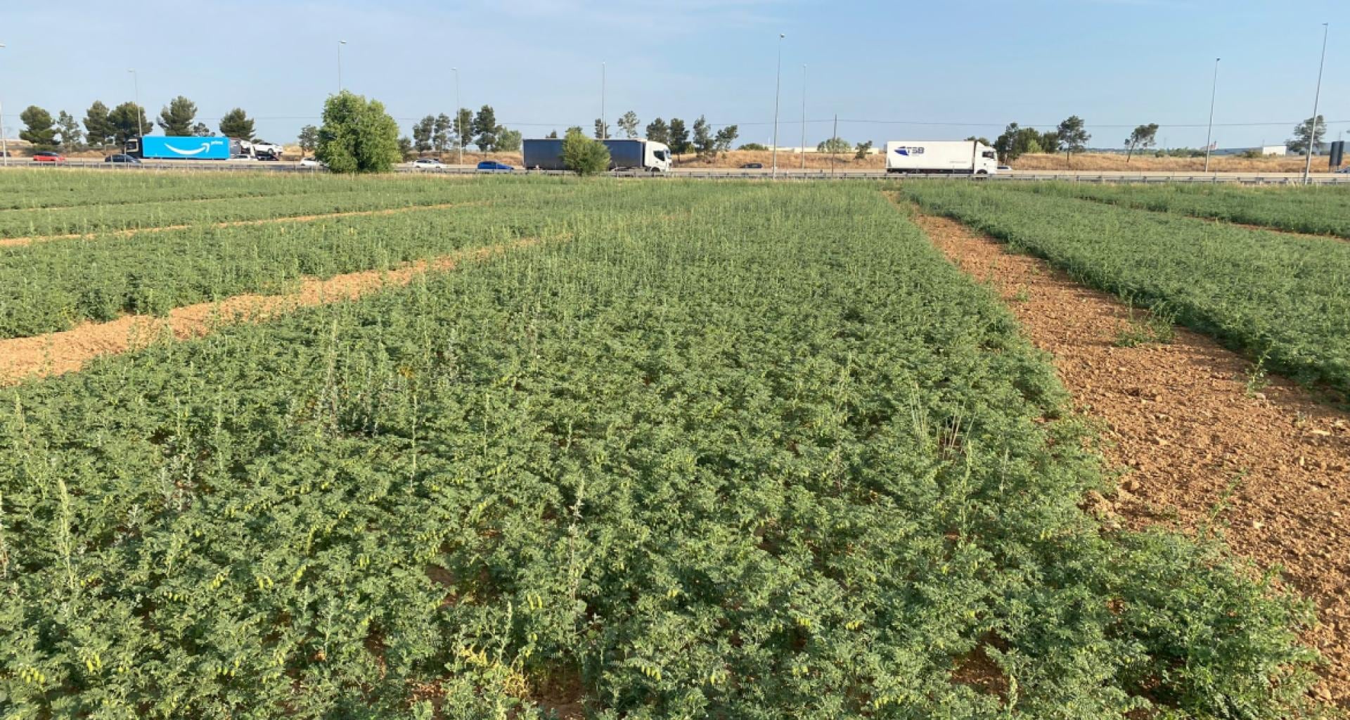 Extensión de cultivo