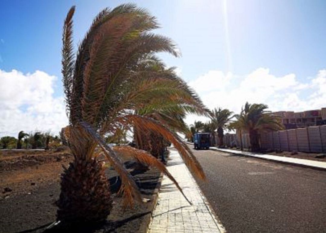 Palmeras en Costa Teguise.