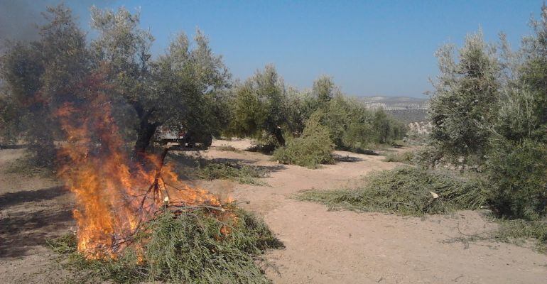 Quemas agrícolas en un olivar de la provincia de Jaén.