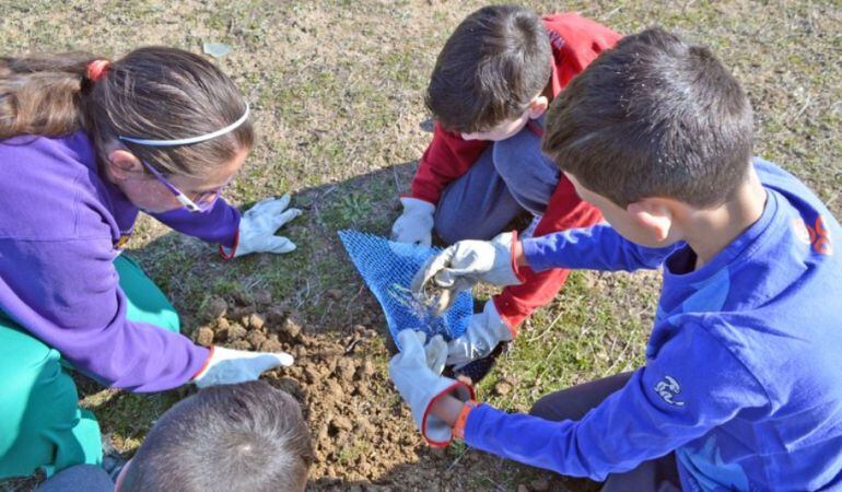 Los alumnos de entre 4º y 6º de Primaria participan en la campaña de plantación