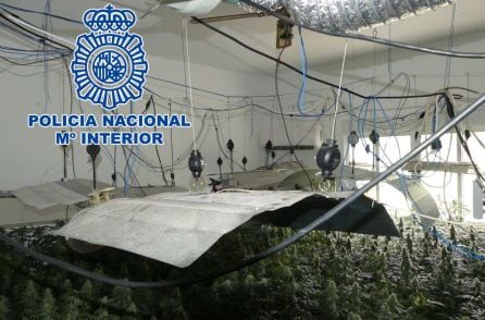 Interior de la plantaci&oacute;n de marihuana.