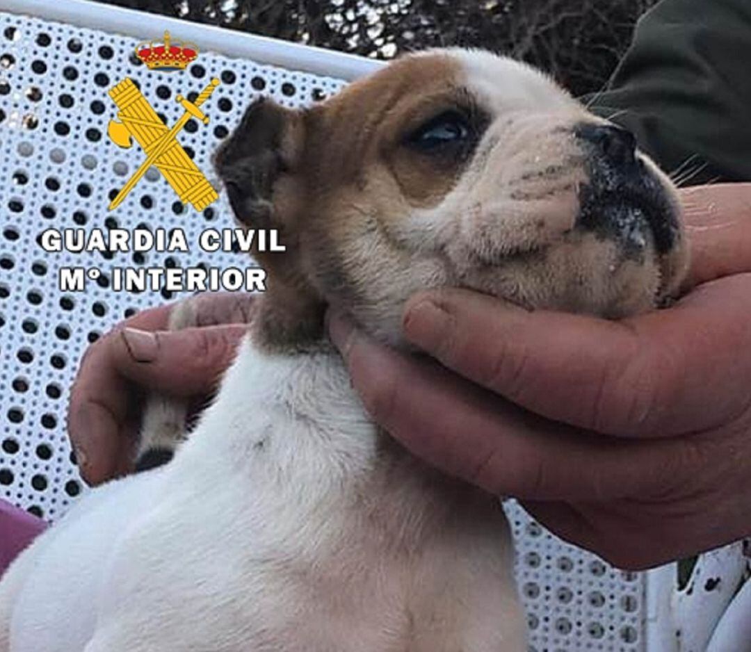 Imagen del cachorro recuperado