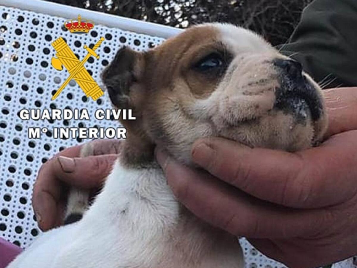La Guardia Civil recupera cinco perros robados