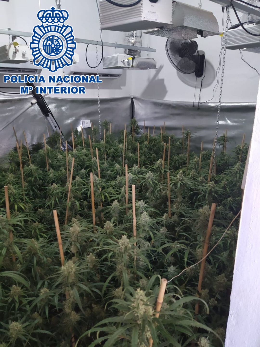 Plantación de marihuana desmantelada en Sanlúcar