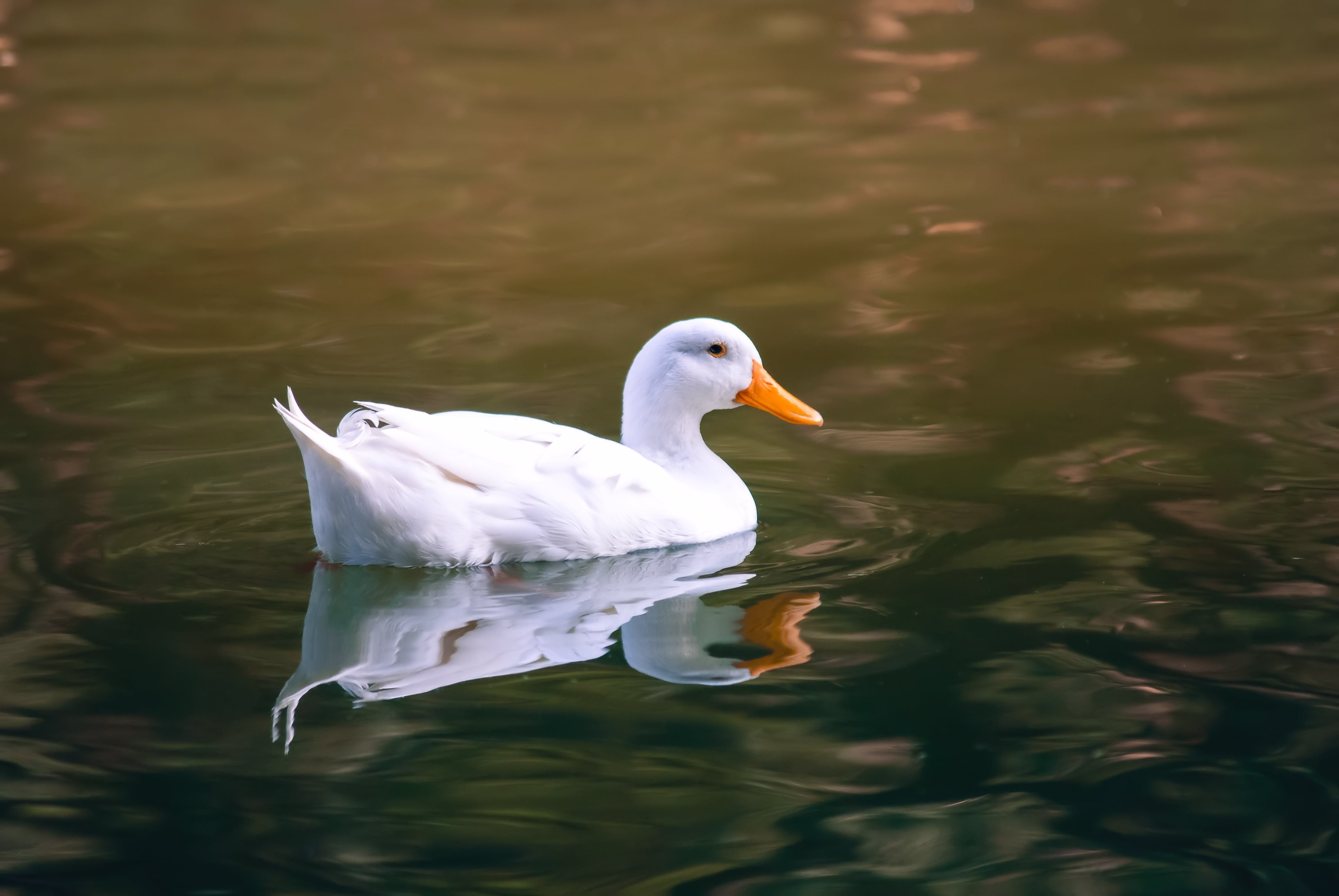 Fotografía de un pato nadando