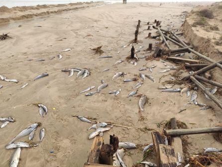 Peces muertos en la playa de Xeraco