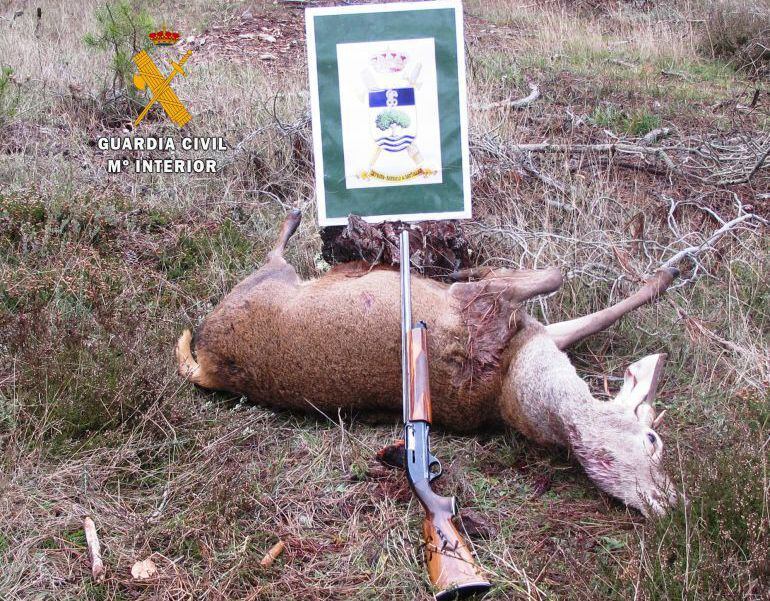 Animal presuntamente abatido por el hombre acusado de un delito relativo a la protección de la fauna