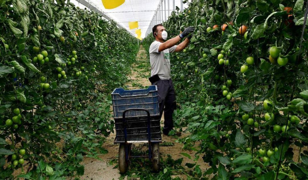 Trabajador agrícola