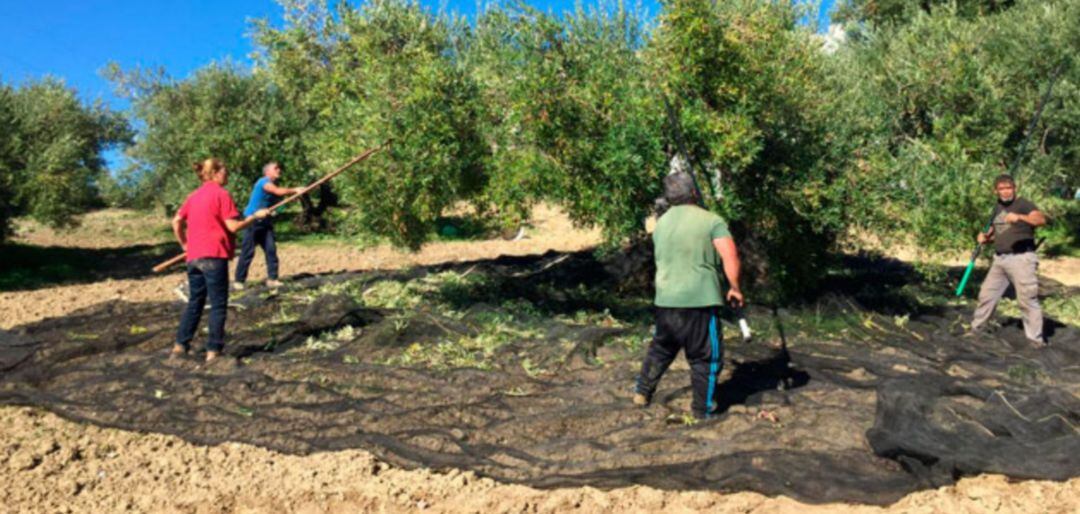 Trabajadores del olivar en la comarca