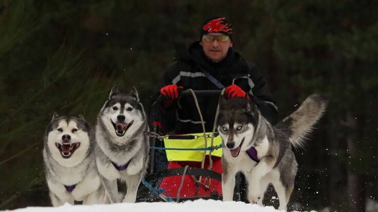 Pasión por la nieve y el mushing
