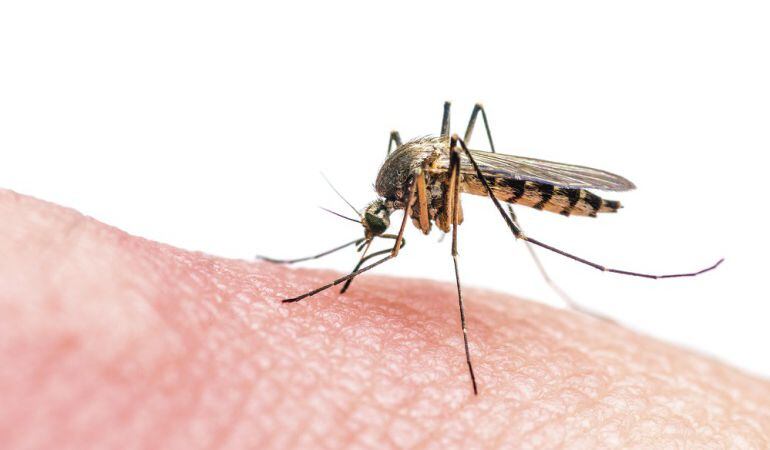 Mosquito transmisor del virus Zika