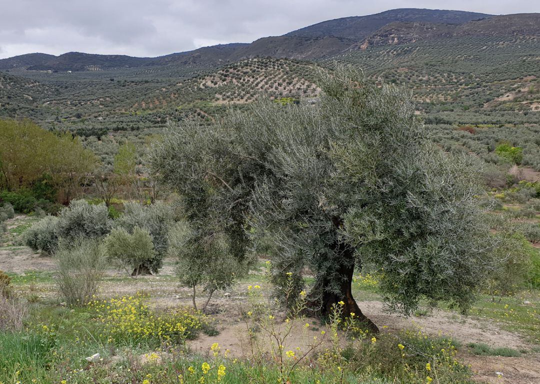 Olivar de Granada