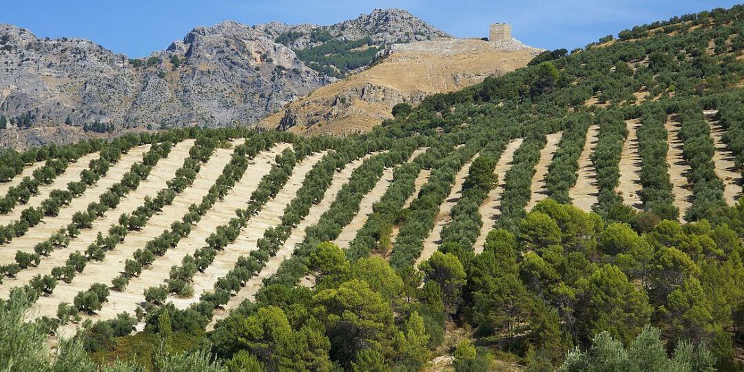 Olivar en la zona del Parque Natural de Cazorla.