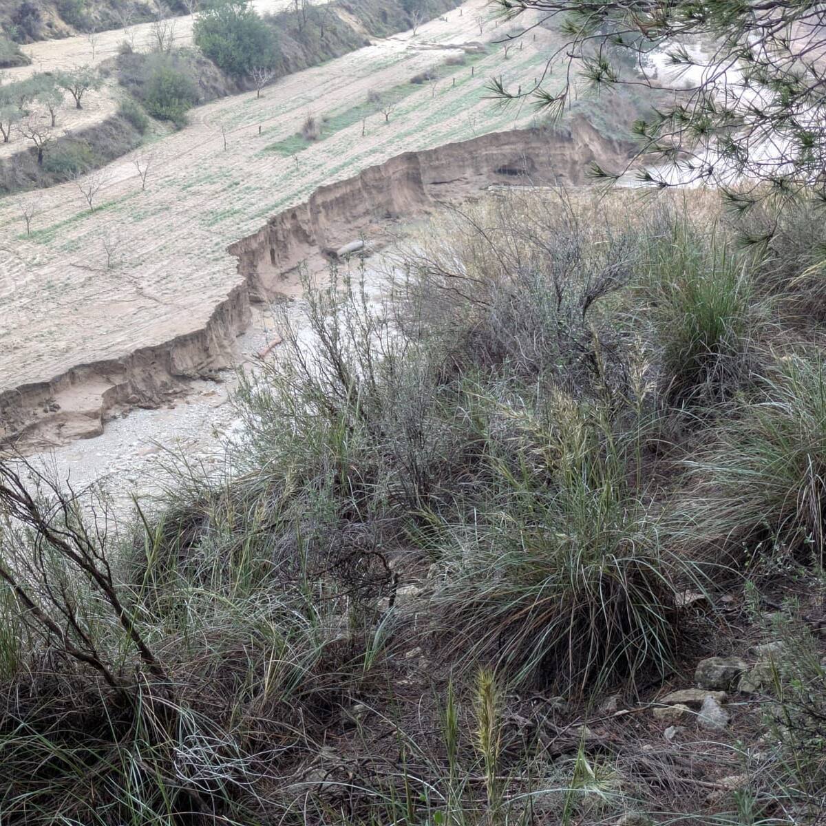 Más de 600 hectáreas de frutales en Mula, en peligro al romper el sistema de riego