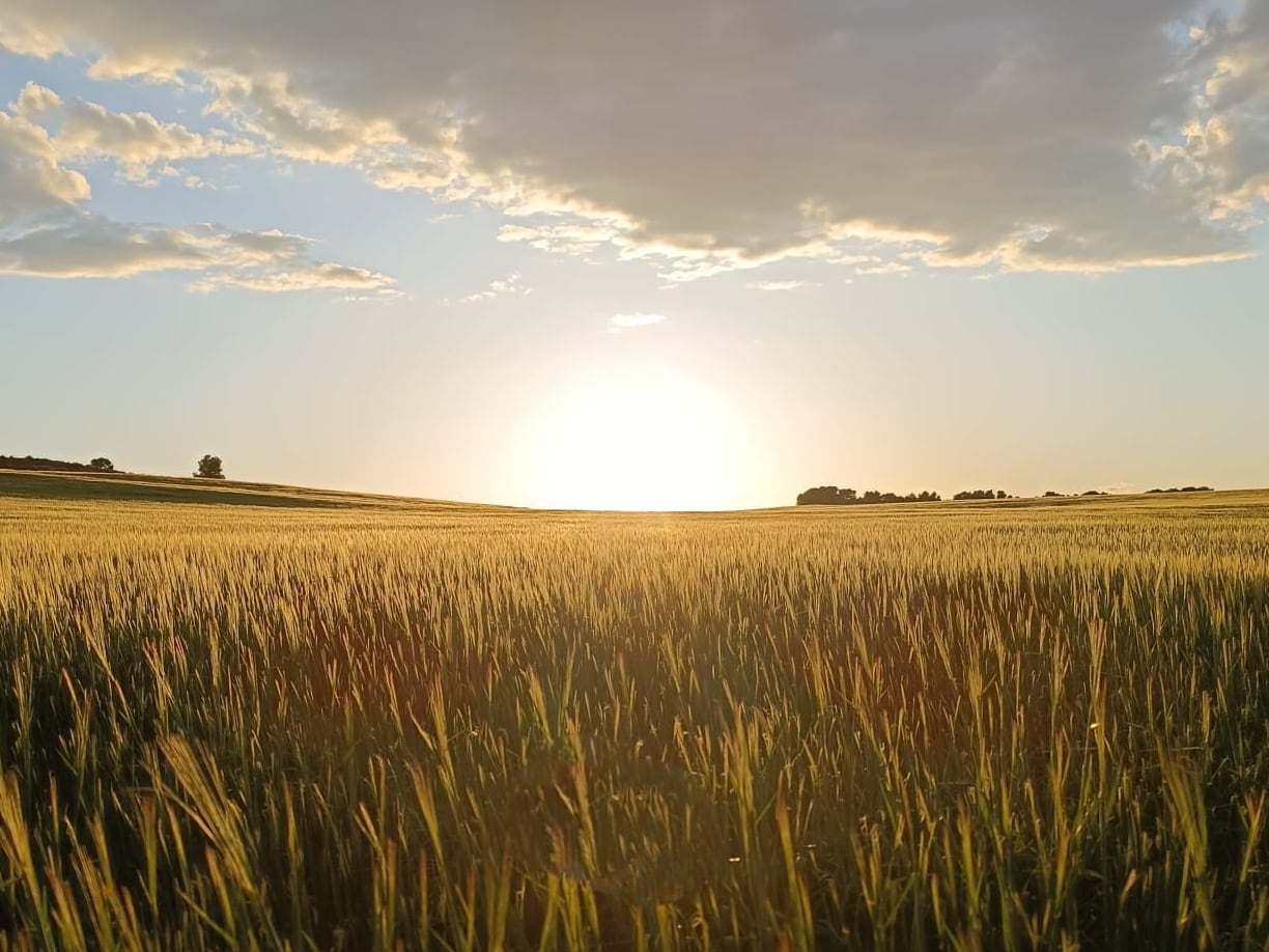 Campo de cereal en Sesma (Navarra)