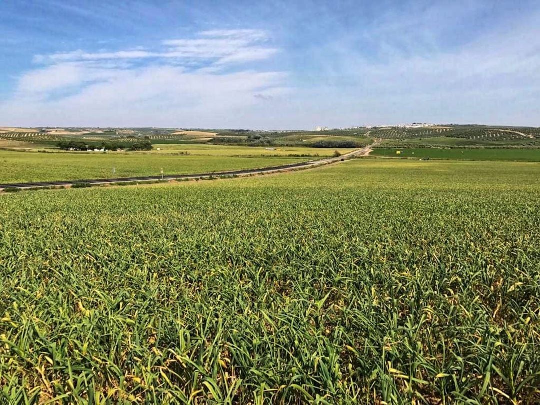 Plantación de ajos en Montalbán, Córdoba