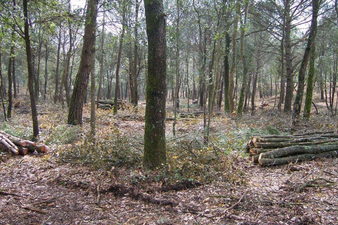 Pla general d&#039;un bosc de la demarcació de Girona