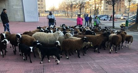 rebaño en la manifestación del campo riojano