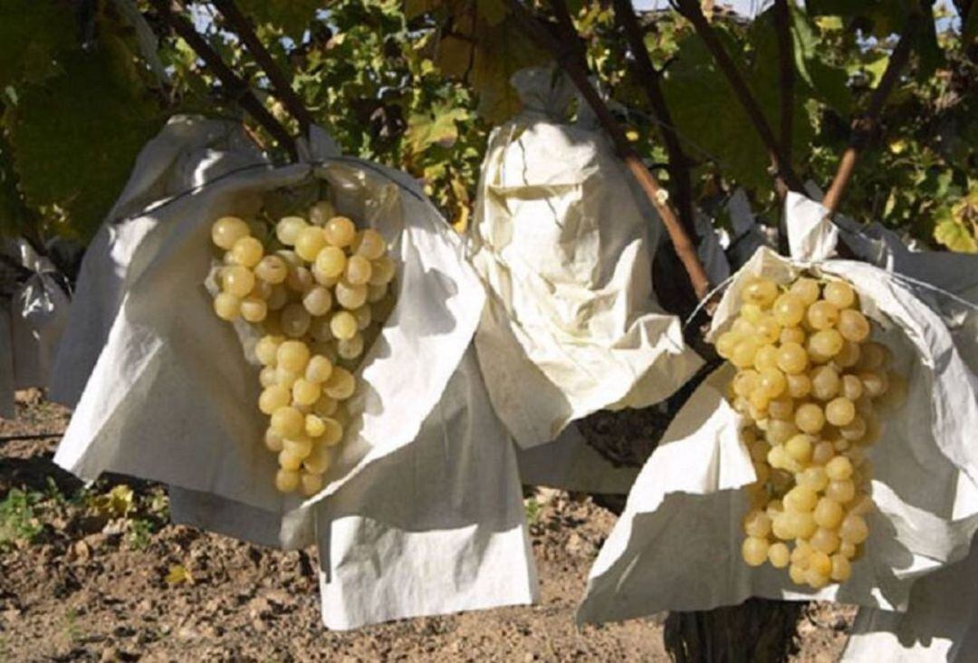 Uva de mesa embolsada del Vinalopó