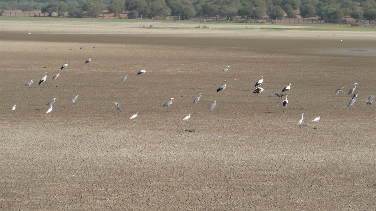 Miguel Sánchez-Romero: "Sin Doñana, mejor viviremos los alérgicos"