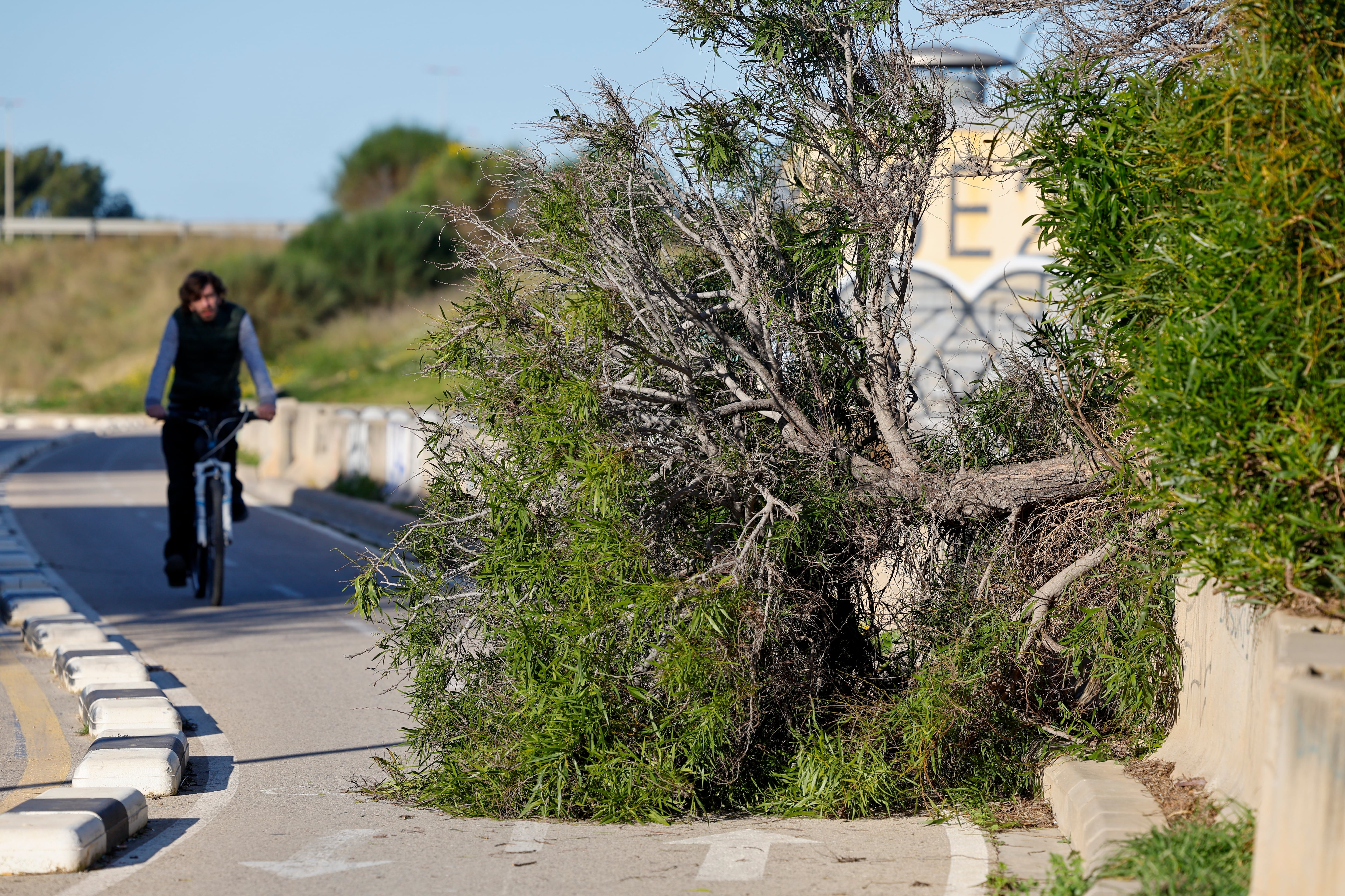 Un ciclista pasa junto a un árbol caído por el viento durante los últimos días