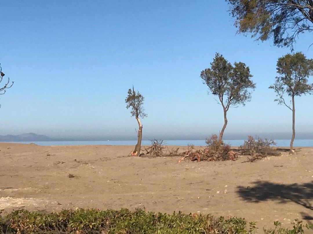 Imagen después de la limpieza y desbroce de las dunas.