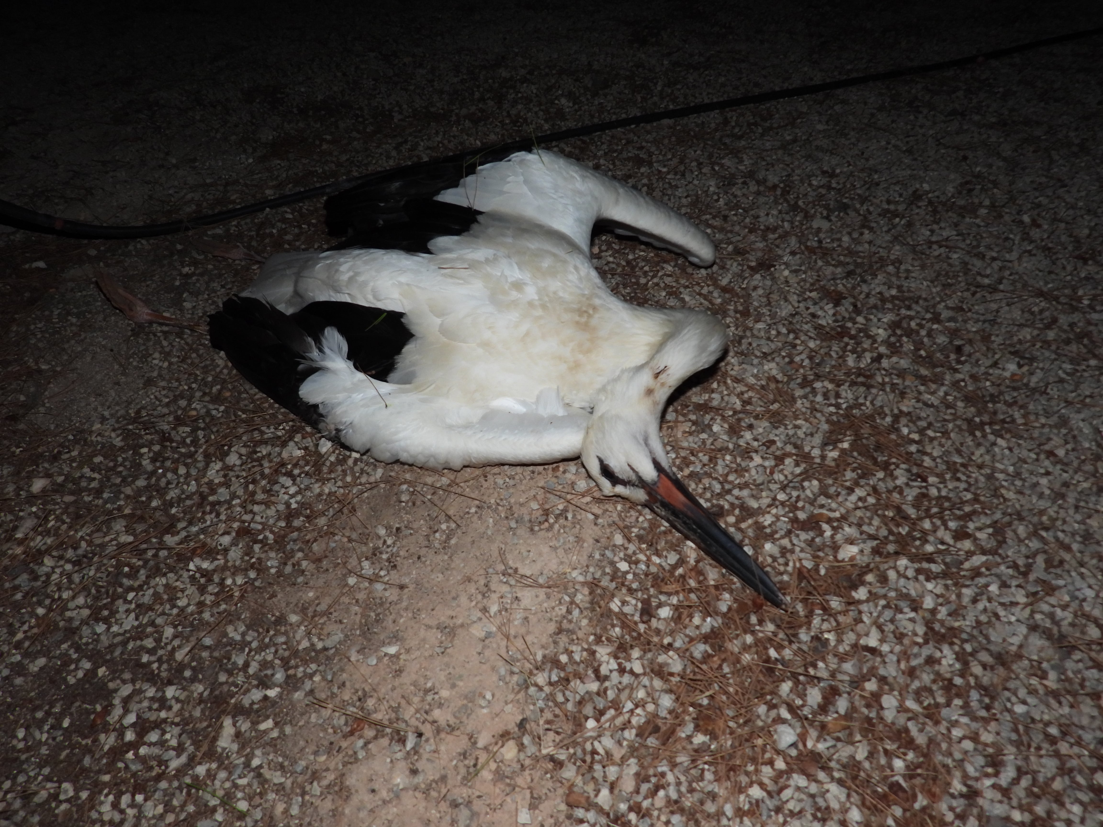 Imagen de una de las dos cigüeñas blancas (Ciconia ciconia) que murieron anoche electrocutadas al posarse en un tendido eléctrico en Calasparra. ANSE