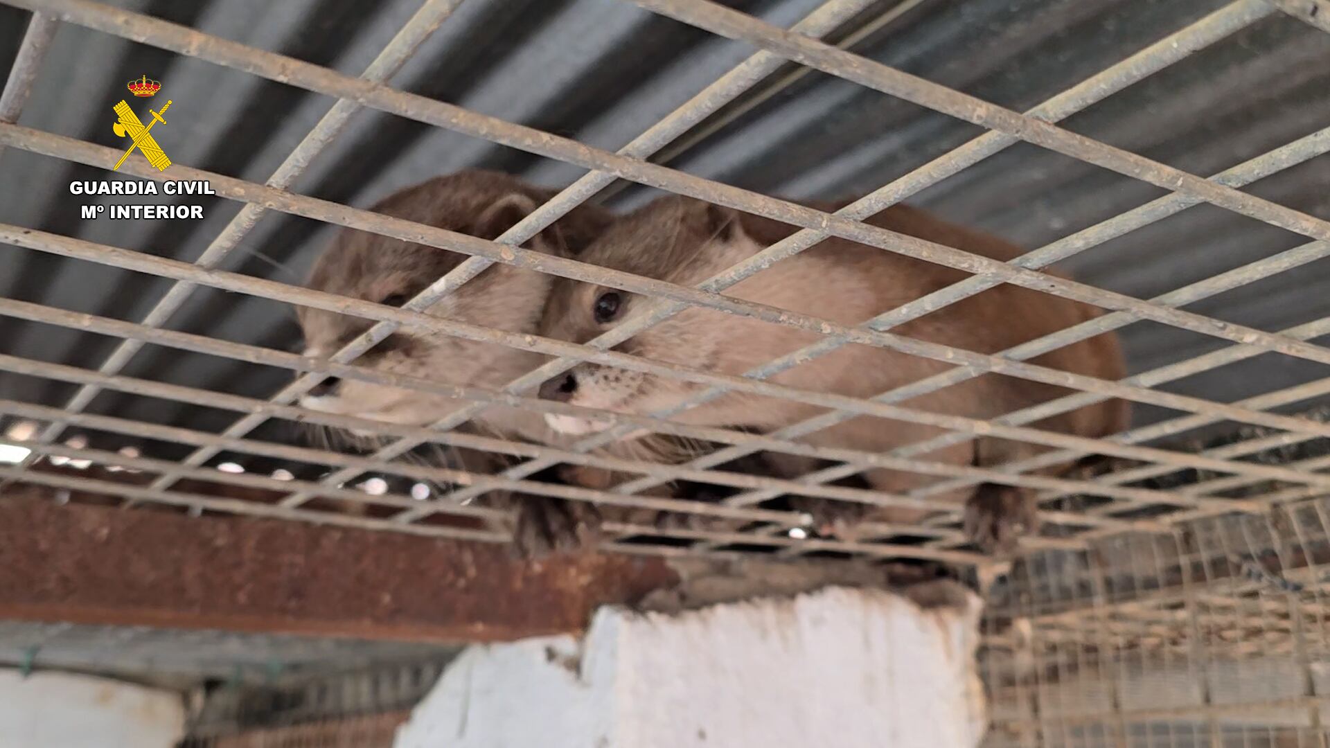 La Guardia Civil ha desmantelado una colección privada de animales exóticos en la localidad de Nules