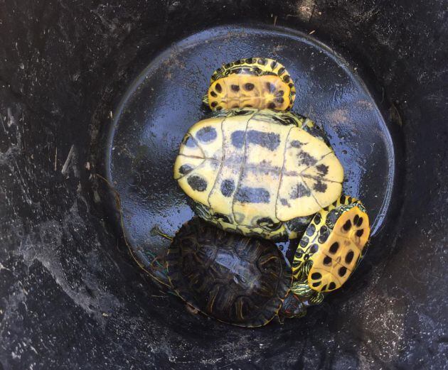 Tortugas en la zona de El Clot de Borriana