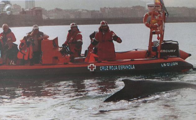 Voluntarios de CEPESMA colaboran con Cruz Roja en la playa de San Lorenzo