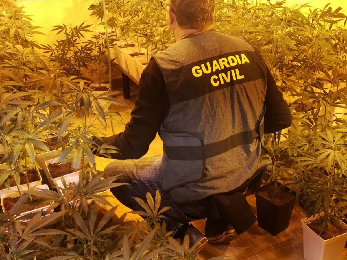 La Guardia Civil aprehende 293 plantas de marihuana