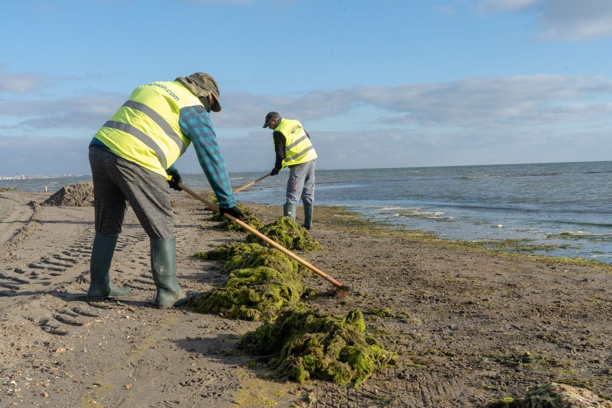 Trabajos de limpieza de algas en playas de Cartagena