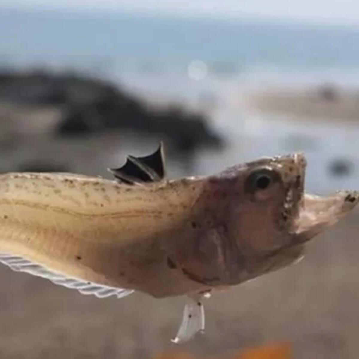 Cruz Roja ha asistido 520 picaduras de pez escorpión en Cantabria