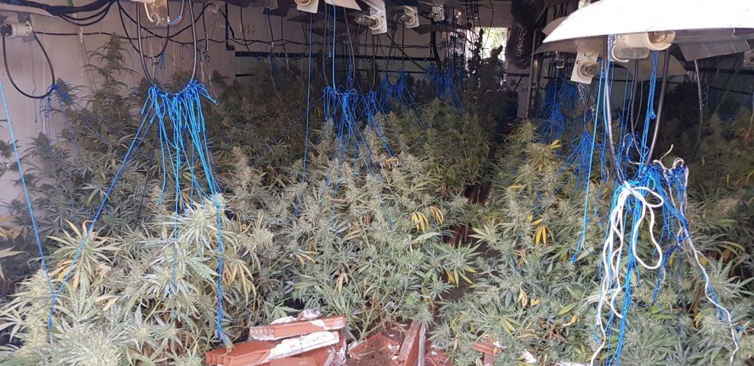 Imagen de una de las plantaciones de marihuana