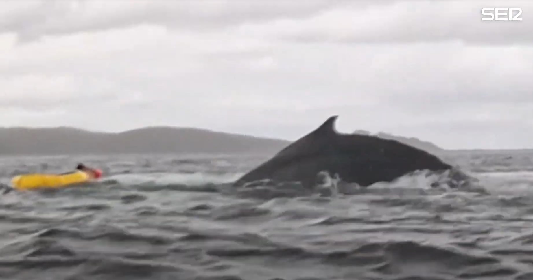 La ballena engulle al joven.