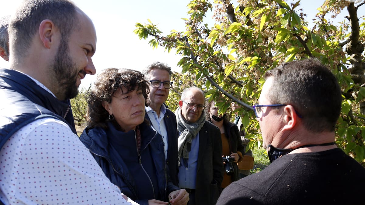 Unió de Pagesos estima en 450 milions d'euros les pèrdues per les gelades a la fruita de Lleida