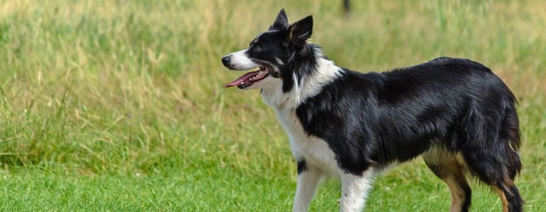 Blue es un border collie, como el perro de la imagen.