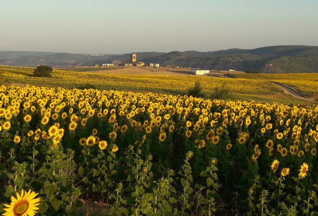 Cultivo de girasol