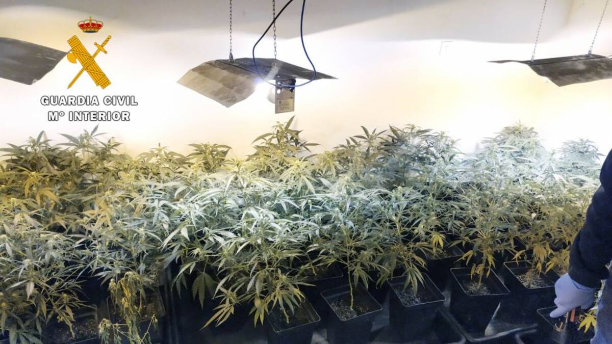Desmantelada una plantación de marihuana en Guriezo