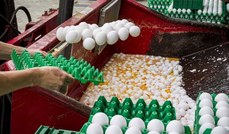 Varios trabajadores desechan los huevos contaminados en una granja avícola de Onstwedde (Holanda).