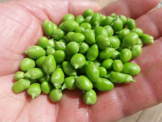 Exclusivos guisantes de costa, el caviar verde de Cultivo Desterrado