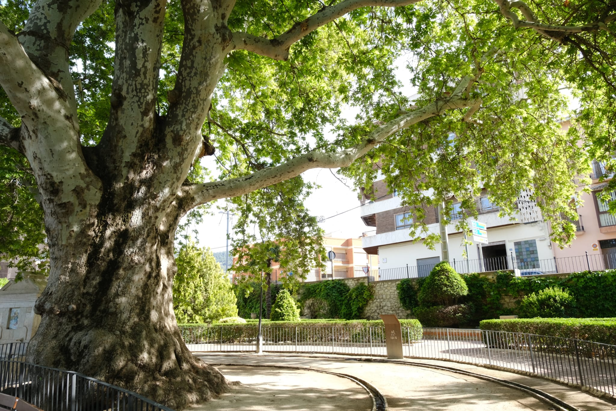 Árbol monumental protegido en la Comunitat Valenciana