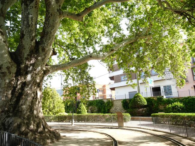 Árbol monumental protegido en la Comunitat Valenciana