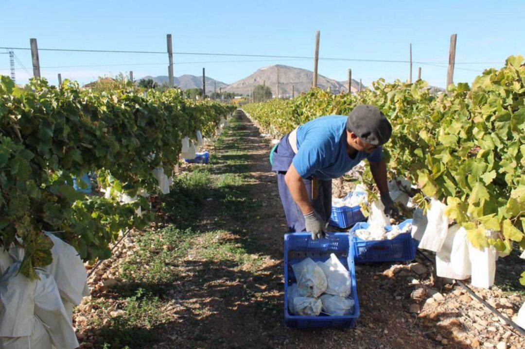 Un día de vendimia en la uva embolsada del Vinalopó