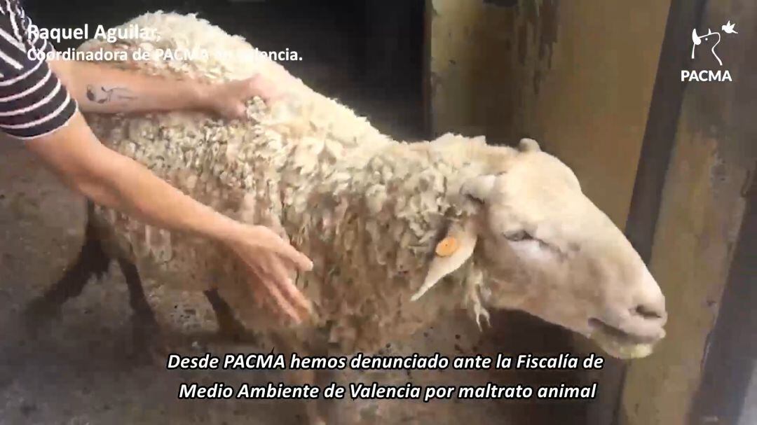 Fragmento del vídeo denuncia: PACMA denuncia por maltrato animal a los responsables de una granja escuela en Valencia