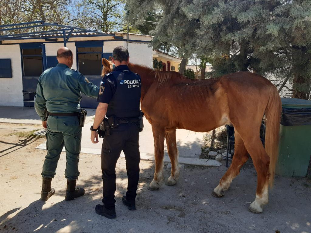 El Ayuntamiento de Sanse interviene en una hípica con caballos “muy delgados y con aspecto famélico”