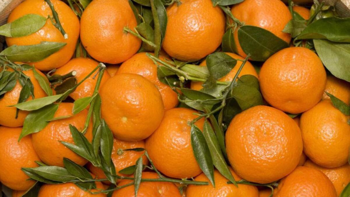 ASAJA Alicante reclama al Gobierno y a los eurodiputados que vigilen los tratados agrícolas que se hacen en la UE