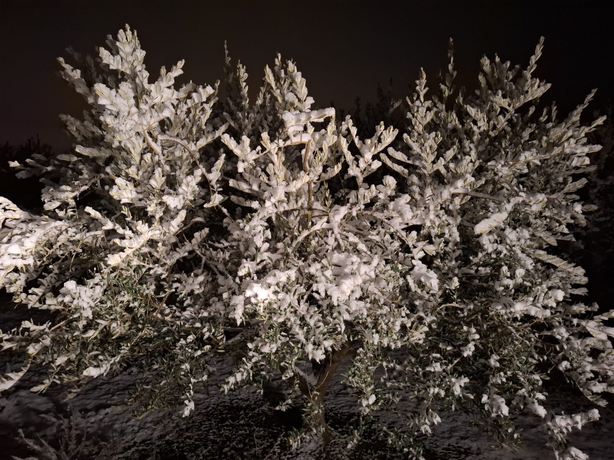 Oliveres plenes de neu. Foto: ASAJA.